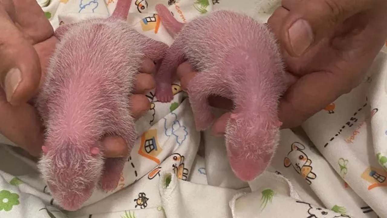 Oldest Panda Gives Birth to Rare Twin Cubs: A Historic Milestone