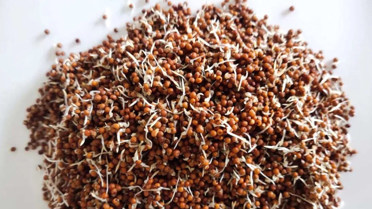 Ragi Roots Health Benefits of Sprouted Ragi