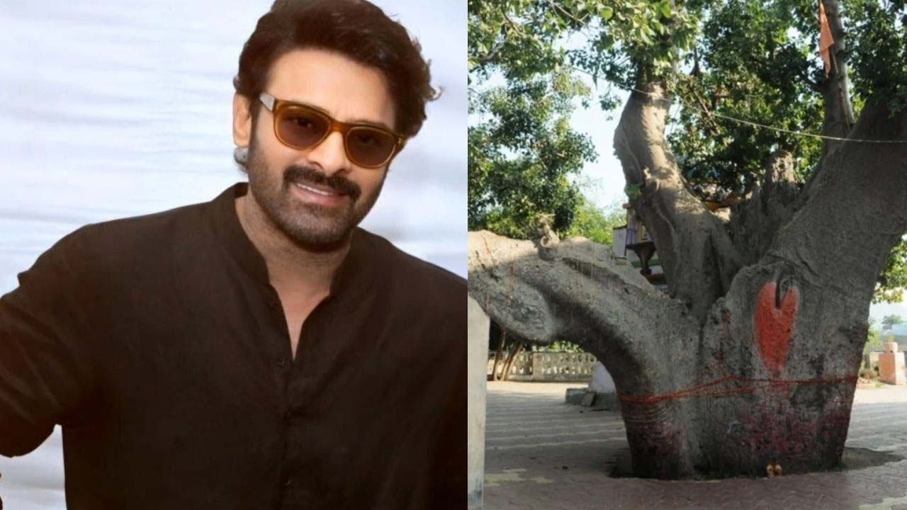 Prabhas Plants Kalpavriksha Tree Worth 1 Crore In His New Home
