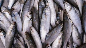 5 Fish You Should Never Eat