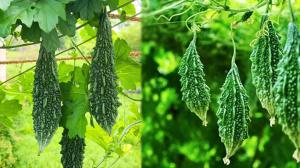 Bitter Gourd Side Effects: Avoid Combining These Foods with Bitter Gourd
