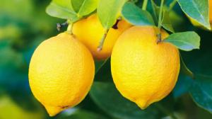 How to Keep Lemons Fresh: Simple Tips to Stop Them from Spoiling Quickly