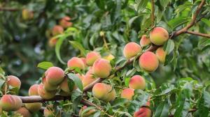 Peach fruit benefits