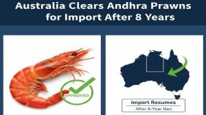 After 8 Years, Andhra Pradesh Prawns to Reach Australia