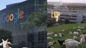 word Google actually stands for